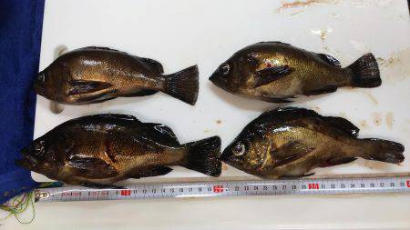 メバリング　ＮＯ．２